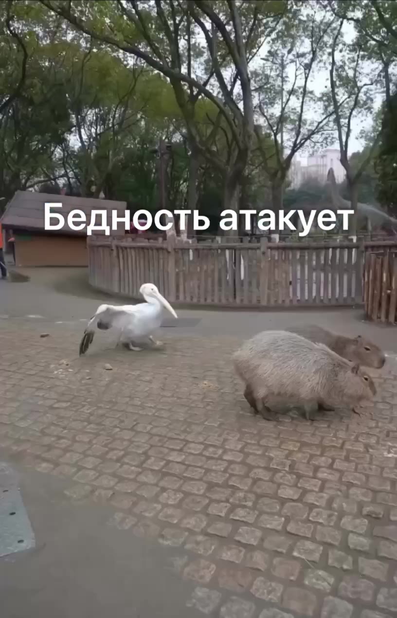 = БедностБ ‘атакует! # n AHOCTb атакует _ _ Бедность ПИ |