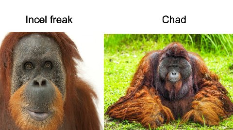 Incel freak Chad к. Gar “a