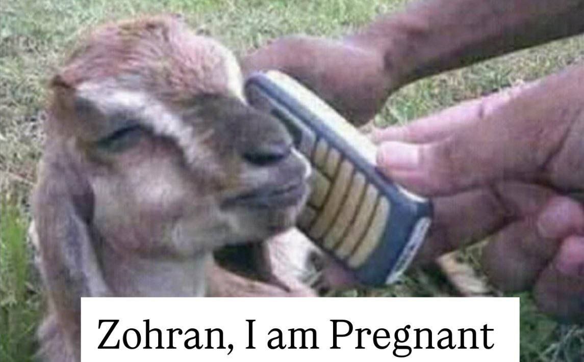 Zohran, Pregnant