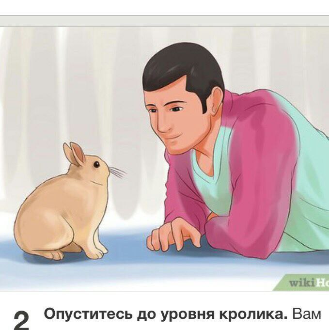 9 Опуститесь до уровня кролика. Вам