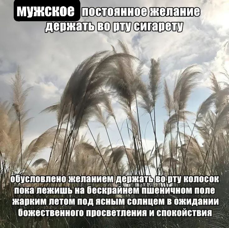 MY:KCKOE У 4 a A и обусловлено желанием рту колосок пока лежишь на бескрайнем пшеничном поле жарким летом под ясным солнцем в ожидании божественного просветления и спокойствия