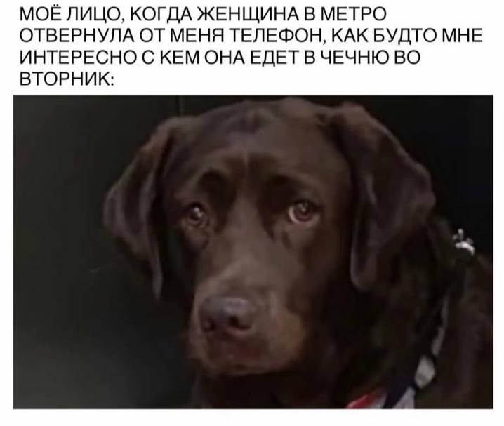 MOE ЛИЦО, КОГДА ЖЕНЩИНА В МЕТРО ОТВЕРНУЛА ОТ МЕНЯ ТЕЛЕФОН, КАК БУДТО МНЕ ИНТЕРЕСНО С КЕМ ОНА ЕДЕТ В ЧЕЧНЮ ВО ВТОРНИК:
