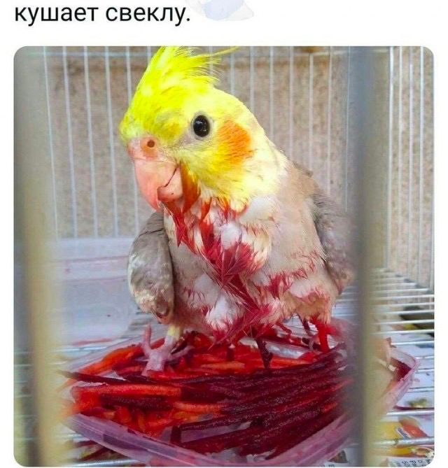 кушает свеклу.