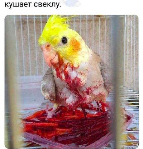 кушает свеклу.