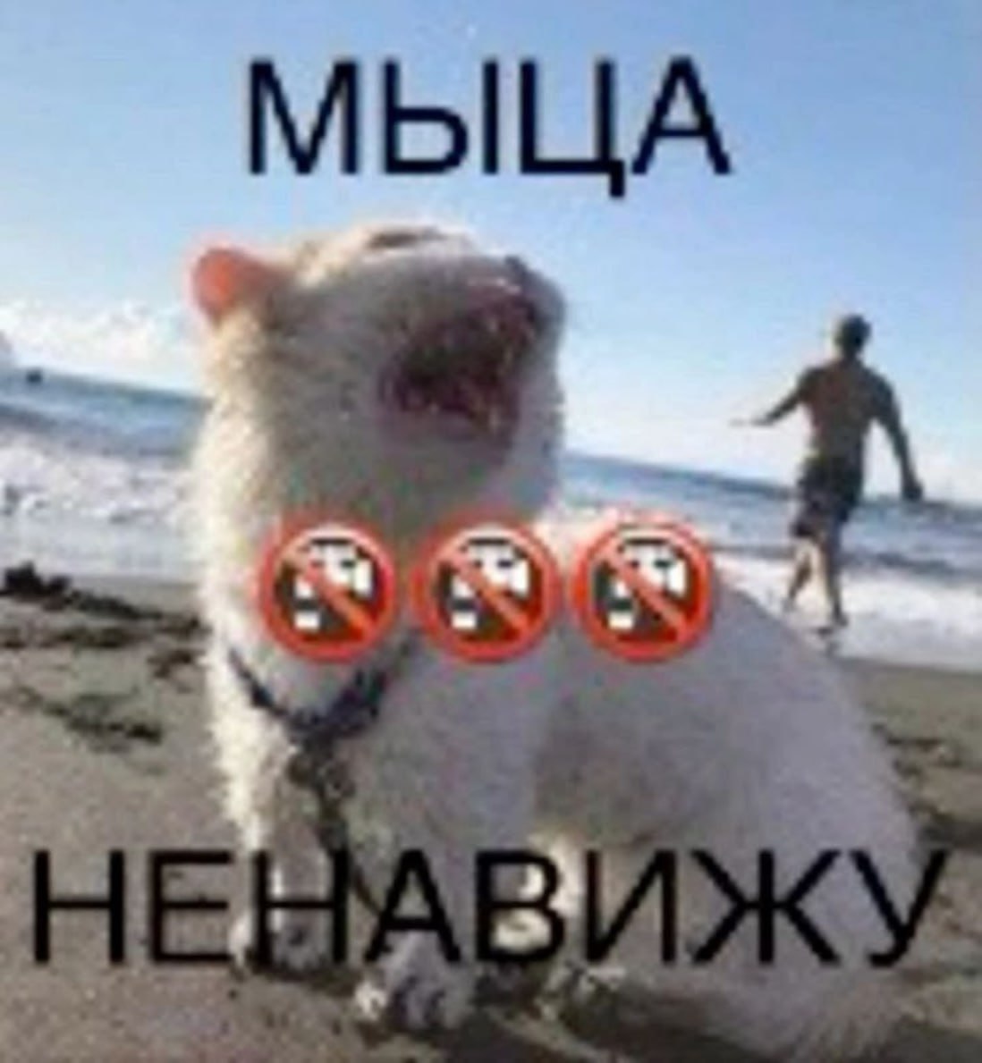 МЫЦА