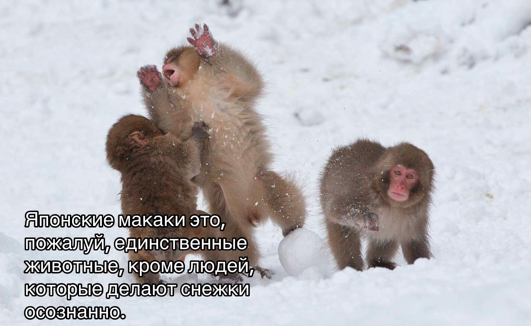 a макаки это