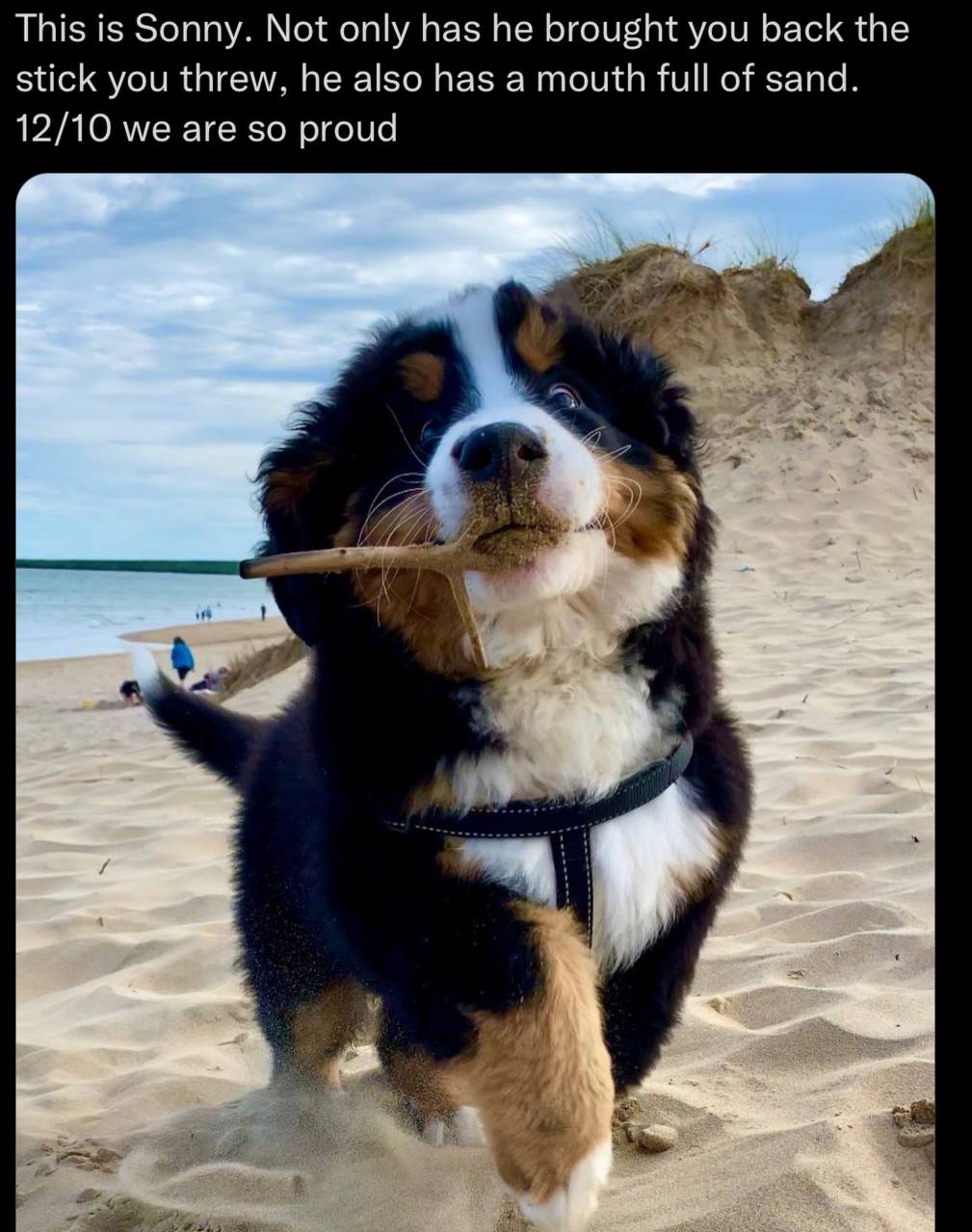 This is Sonny. Not only has he brought you back the stick you threw, he also has a mouth full of sand. 12/10 we are so proud