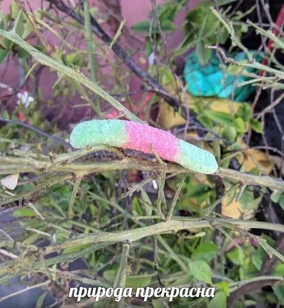 ORS oN природа прекрасна