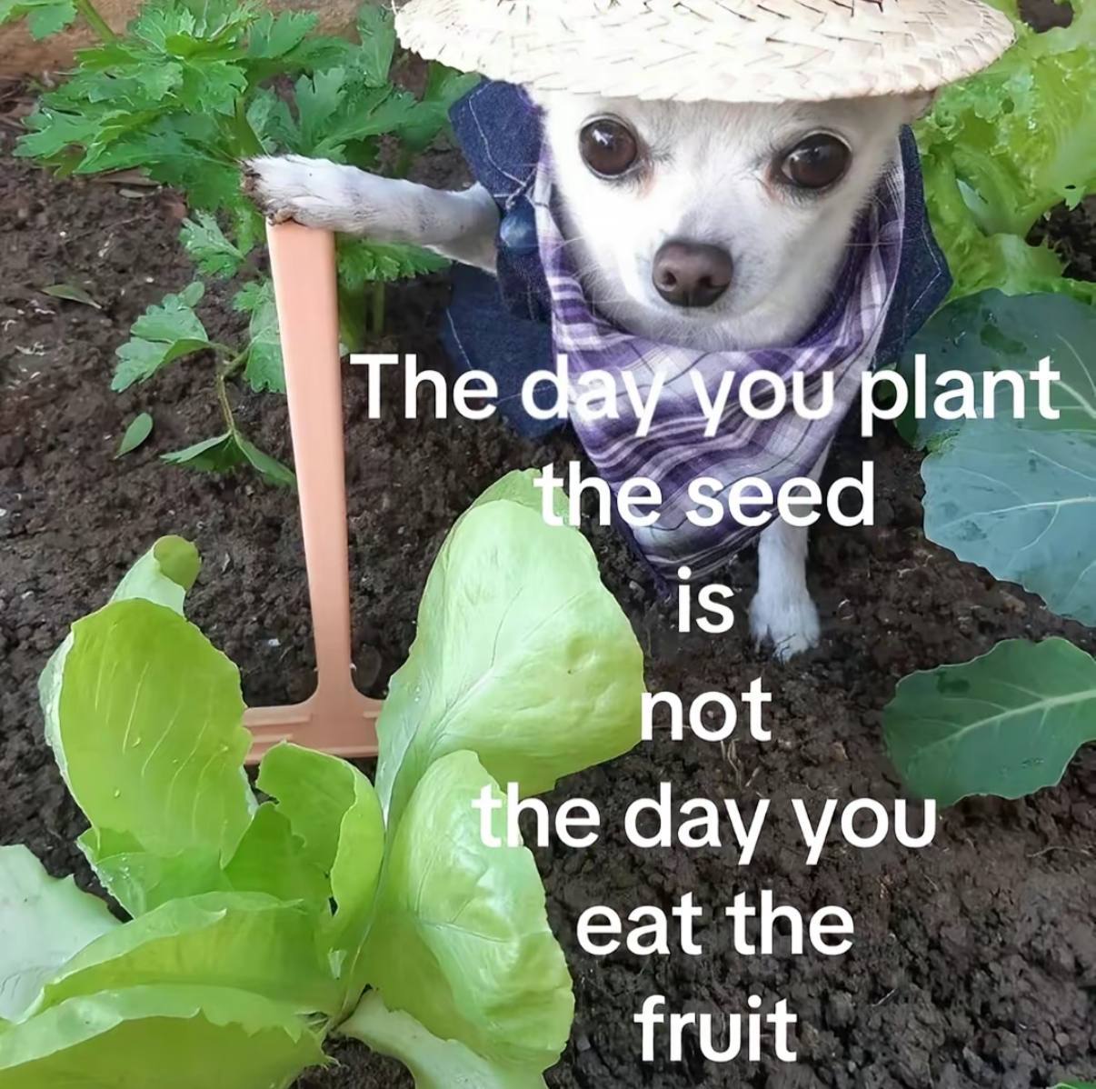 The да\уоц plant seed 1$ not ithe day you the fruit
