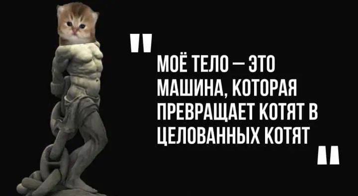 МОЕ ТЕЛО ЭТО МАШИНА, КОТОРАЯ ПРЕВРАЩАЕТ КОТЯТ В ЦЕЛОВАННЫХ КОТЯТ