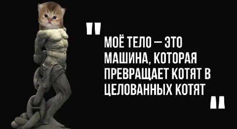 МОЕ ТЕЛО ЭТО МАШИНА, КОТОРАЯ ПРЕВРАЩАЕТ КОТЯТ В ЦЕЛОВАННЫХ КОТЯТ