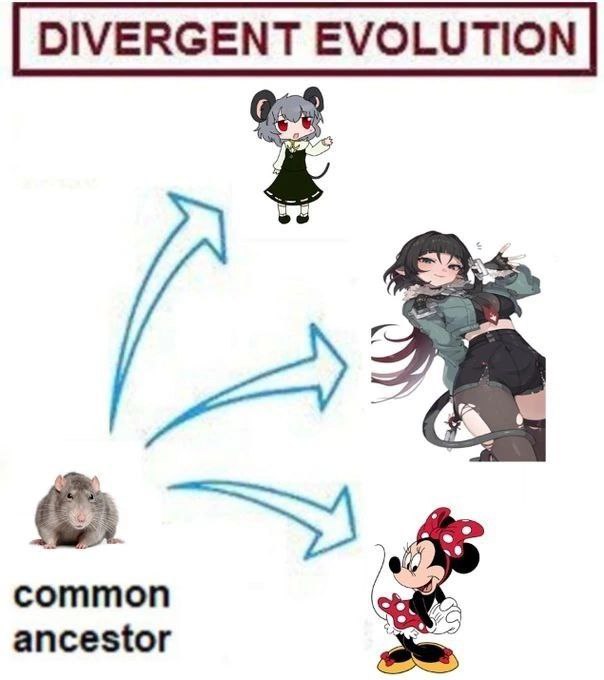 DIVERGENT EVOLUTION common ancestor