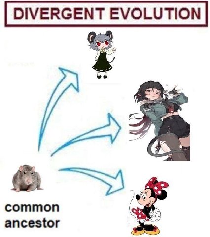 DIVERGENT EVOLUTION common ancestor