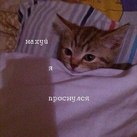 проенулея