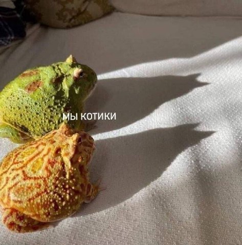 A у КОТИКИ a В у. 4 А у 9
