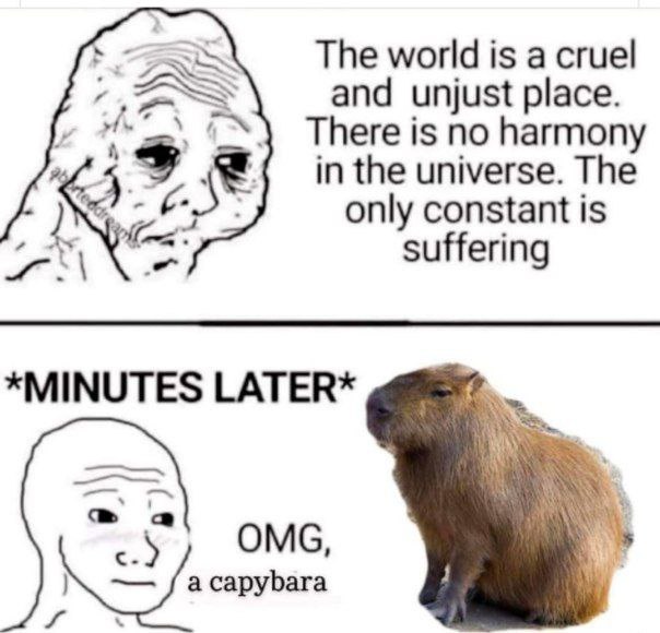 The world is а cruel and unjust place. There is no harmony in the universe. The only constant is suffering *MINUTES LATER* С OMG a capybara AS