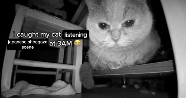 japanese shoegaze at 3AM caught ту Cat listening