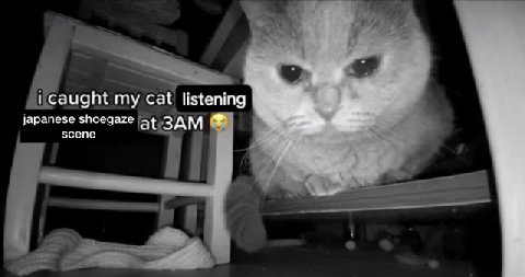 japanese shoegaze at 3AM caught ту Cat listening