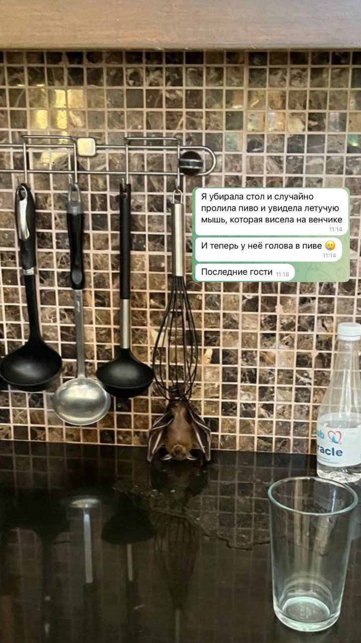 4 Я убирала стол и случайно пролила пиво и увидела летучую мышь, которая висела на венчике у И теперь у неё голова в Последние гости i a