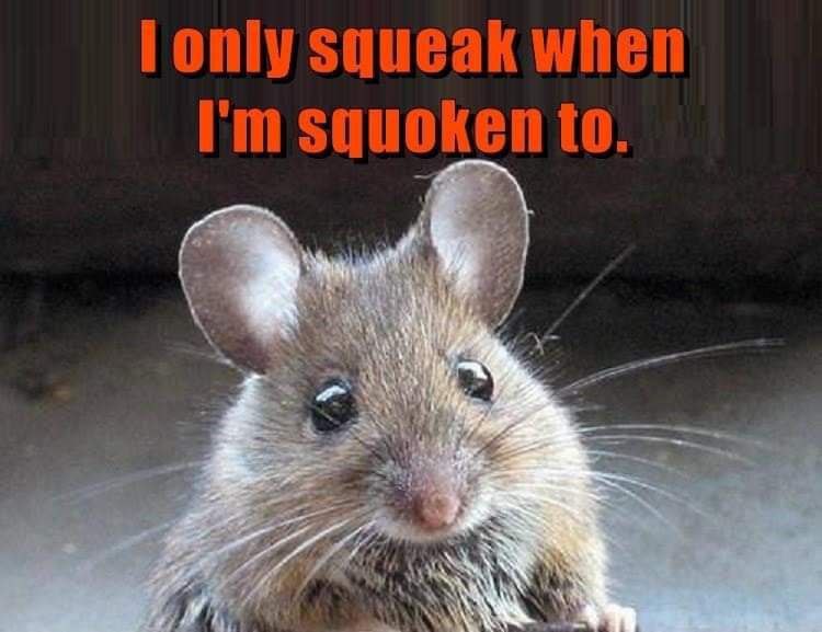 lonly squeak when squoken 2%