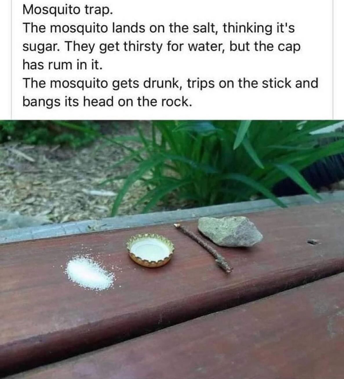 Mosquito trap. The mosquito lands on the salt, thinking it's sugar. They get thirsty for water, but the cap has rum in it. The mosquito gets drunk, trips on the stick and bangs its head on the rock. a