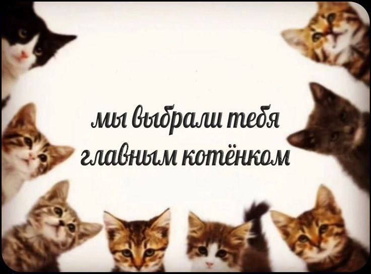 Mot meds главным котёнком