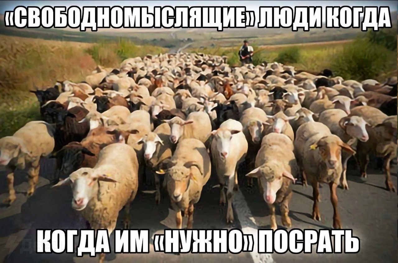 7 7 ПОСРАТЬ