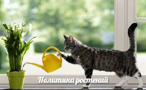 Политика ростений