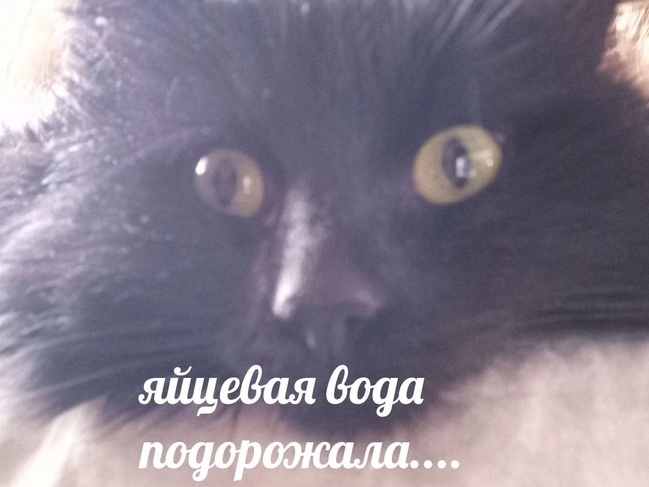 яйцевая вода подорожала