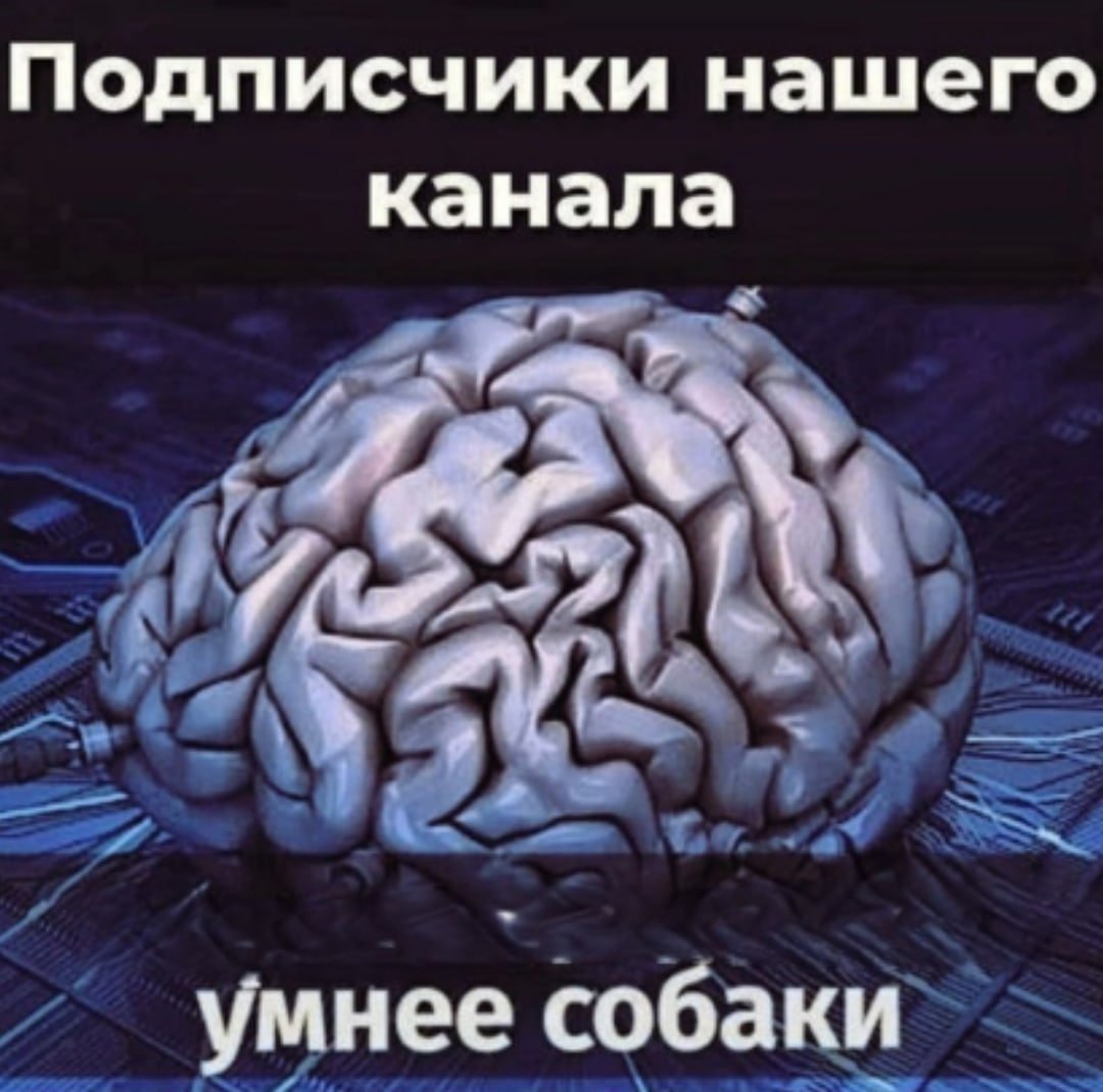 Подписчики нашего канала умнее собаки