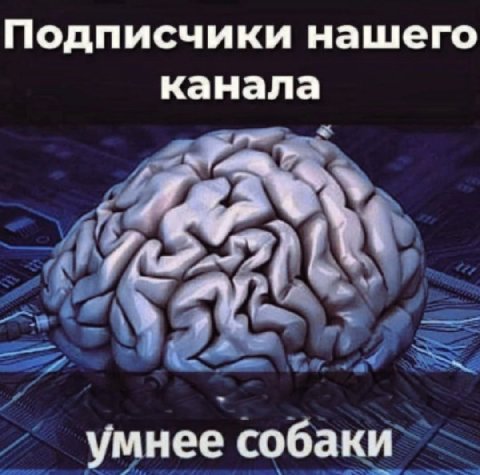 Подписчики нашего канала умнее собаки