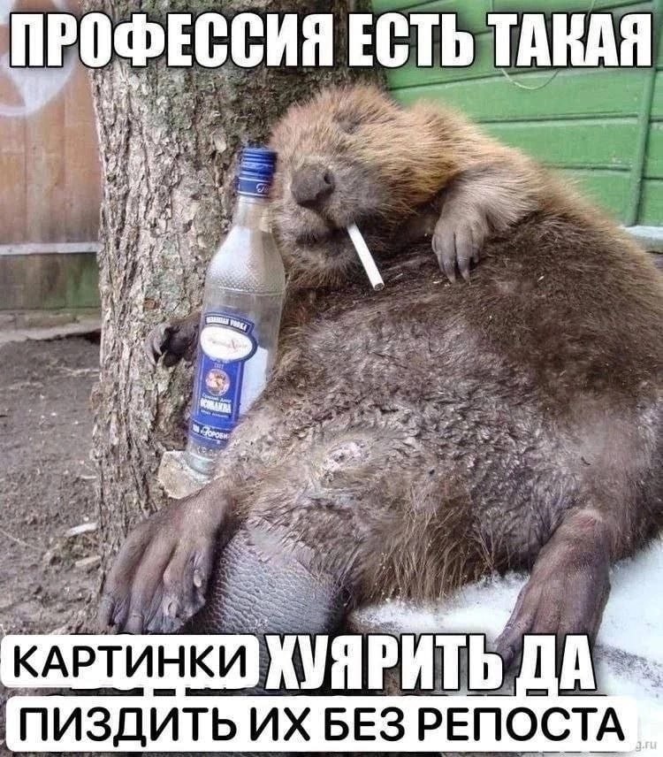ПРОФЕССИЯ ЕСТЬ ТАКАЯ a wtf у у. gee 4 4 2 и КАРТИНКИ ПИЗДИТЬ БЕЗ РЕПОСТА