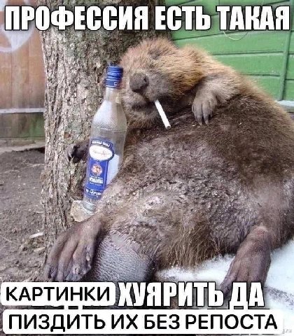 ПРОФЕССИЯ ЕСТЬ ТАКАЯ a wtf у у. gee 4 4 2 и КАРТИНКИ ПИЗДИТЬ БЕЗ РЕПОСТА