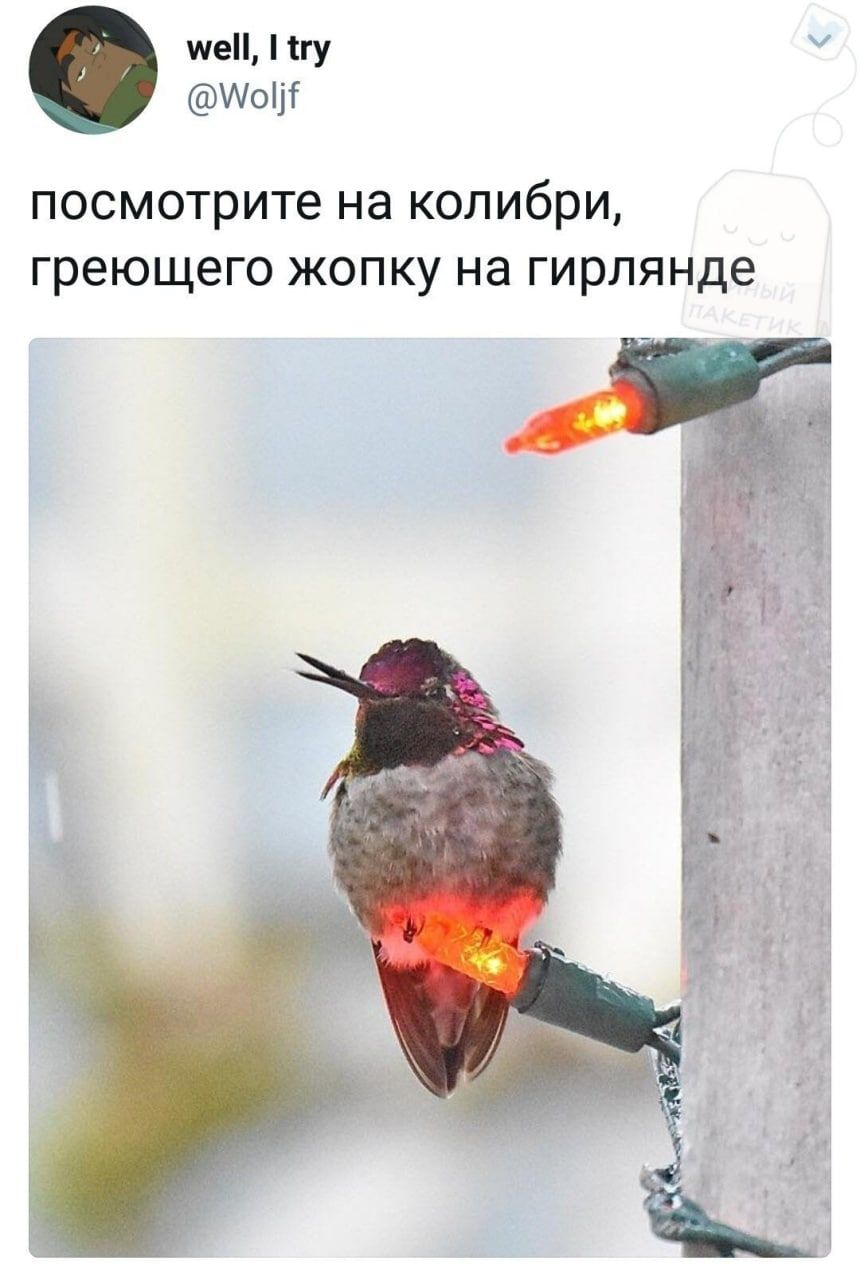 well, try посмотрите на колибри, греющего жопку на гирлянде i