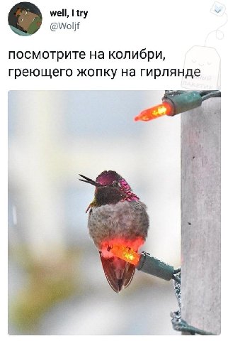 well, try посмотрите на колибри, греющего жопку на гирлянде i