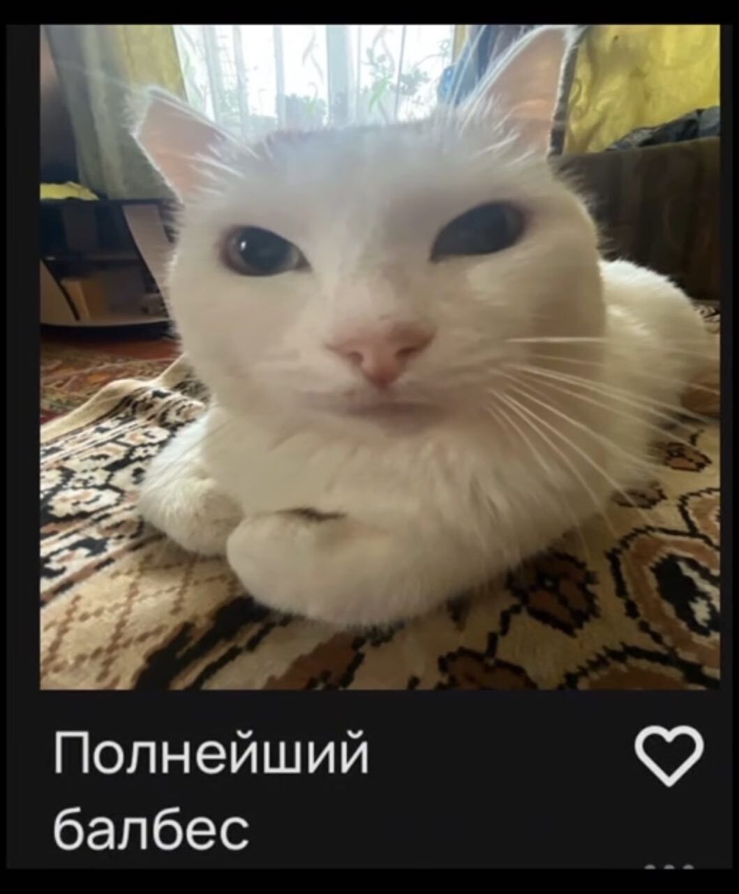 Полнейший балбес