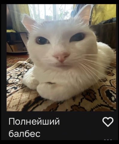 Полнейший балбес