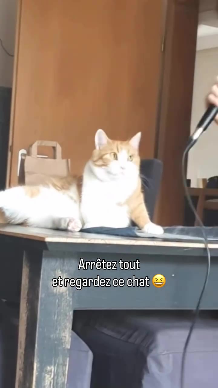 Metiegandez celchat _