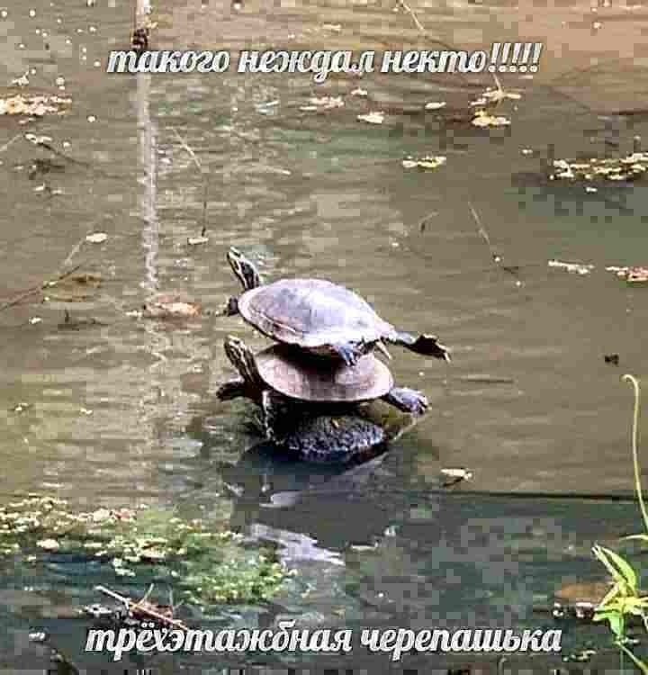 3 an в трёхэ коная черепашька