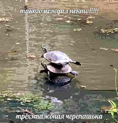 3 an в трёхэ коная черепашька