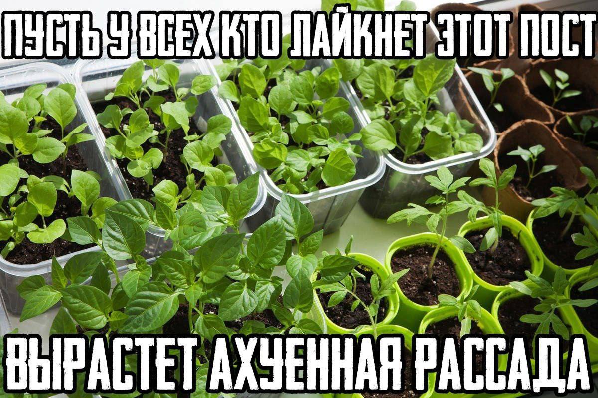 ПОСТ ВЫРАСТЕТ АХЧЕННАЯ РАССАДА