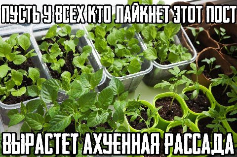ПОСТ ВЫРАСТЕТ АХЧЕННАЯ РАССАДА