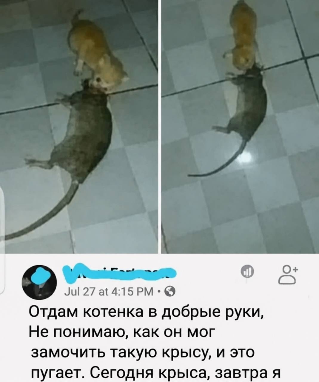 О+ Отдам котенка в добрые руки, Не понимаю, как он мог замочить такую крысу, и это пугает. Сегодня крыса, завтра я
