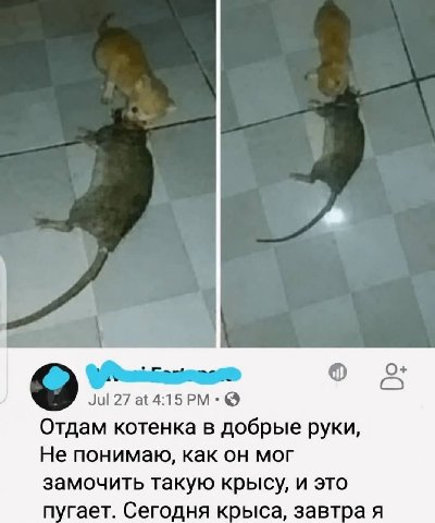О+ Отдам котенка в добрые руки, Не понимаю, как он мог замочить такую крысу, и это пугает. Сегодня крыса, завтра я