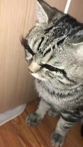 мем