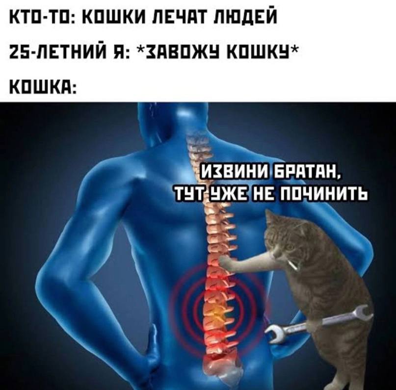 КТО-ТО: КОШКИ ЛЕЧАТ ЛЮДЕЙ 25-ЛЕТНИЙ Я: *ЗАВОЖУ КОШКУ* КОШКА: “ИЗВИНИ БРАТАН, НЕ ПОЧИНИТЬ a