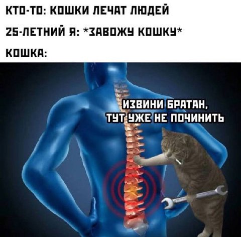 КТО-ТО: КОШКИ ЛЕЧАТ ЛЮДЕЙ 25-ЛЕТНИЙ Я: *ЗАВОЖУ КОШКУ* КОШКА: “ИЗВИНИ БРАТАН, НЕ ПОЧИНИТЬ a