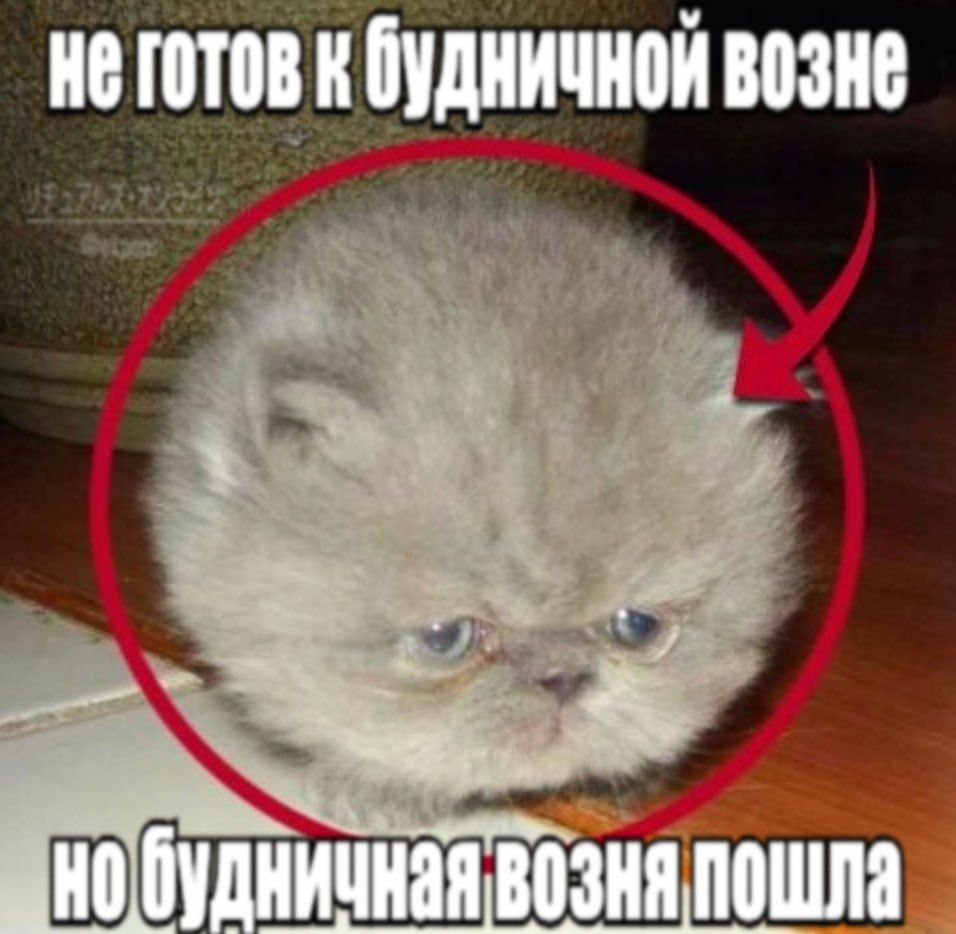 неготовк будничной возне 2 будничная возня пошла
