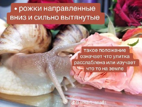 2 i рожки направленные вниз и сильно вытянутые такое положение означает что улитка расслаблена или изучает 7 что то на 4