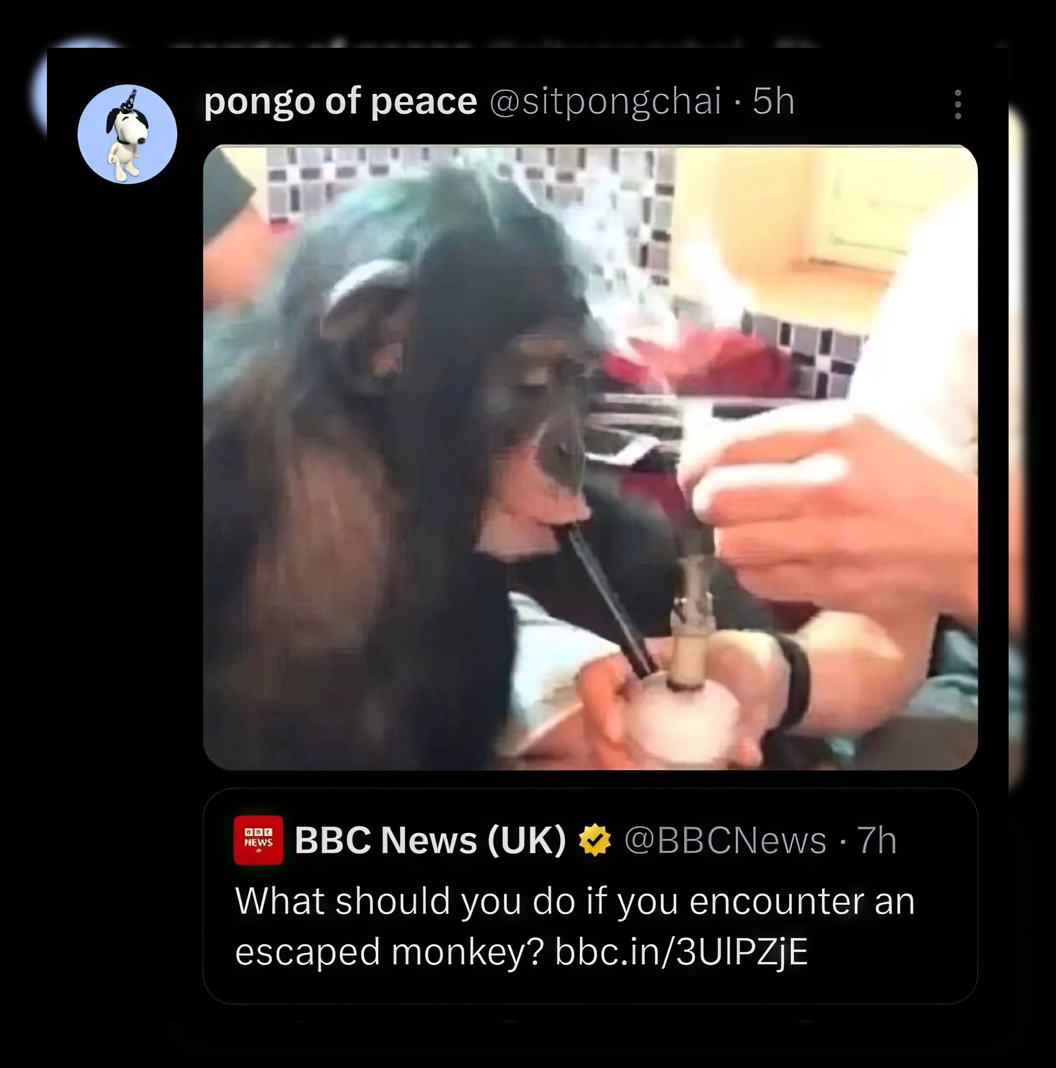 pongo of peace 9.3 ВВС News What should you if you encounter an escaped monkey? bbc.in/SUIPZjE